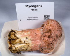 Hypocreaceae