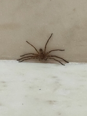 Heteropodinae