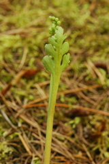 Botrychium pedunculosum