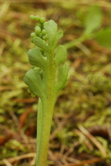 Botrychium pedunculosum