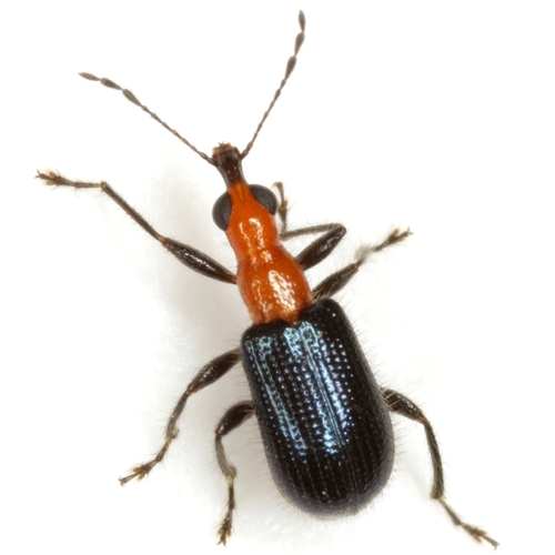 Eugnamptus angustatus (J.F.W.Herbst, 1797)