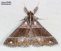 Rejectaria atrax