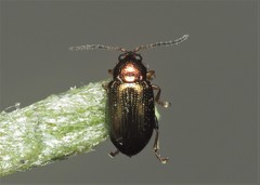 Crepidodera plutus