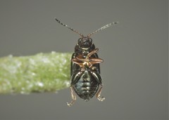 Crepidodera plutus