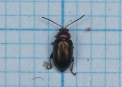 Crepidodera plutus