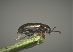 Crepidodera plutus