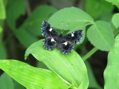 Calydna sturnula