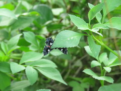 Calydna sturnula