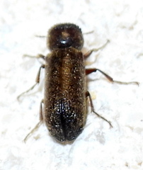 Amphicerus bicaudatus