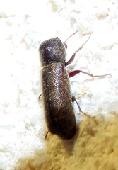 Amphicerus bicaudatus