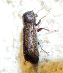 Amphicerus bicaudatus