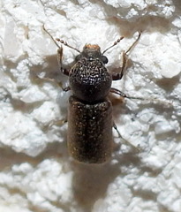 Amphicerus bicaudatus