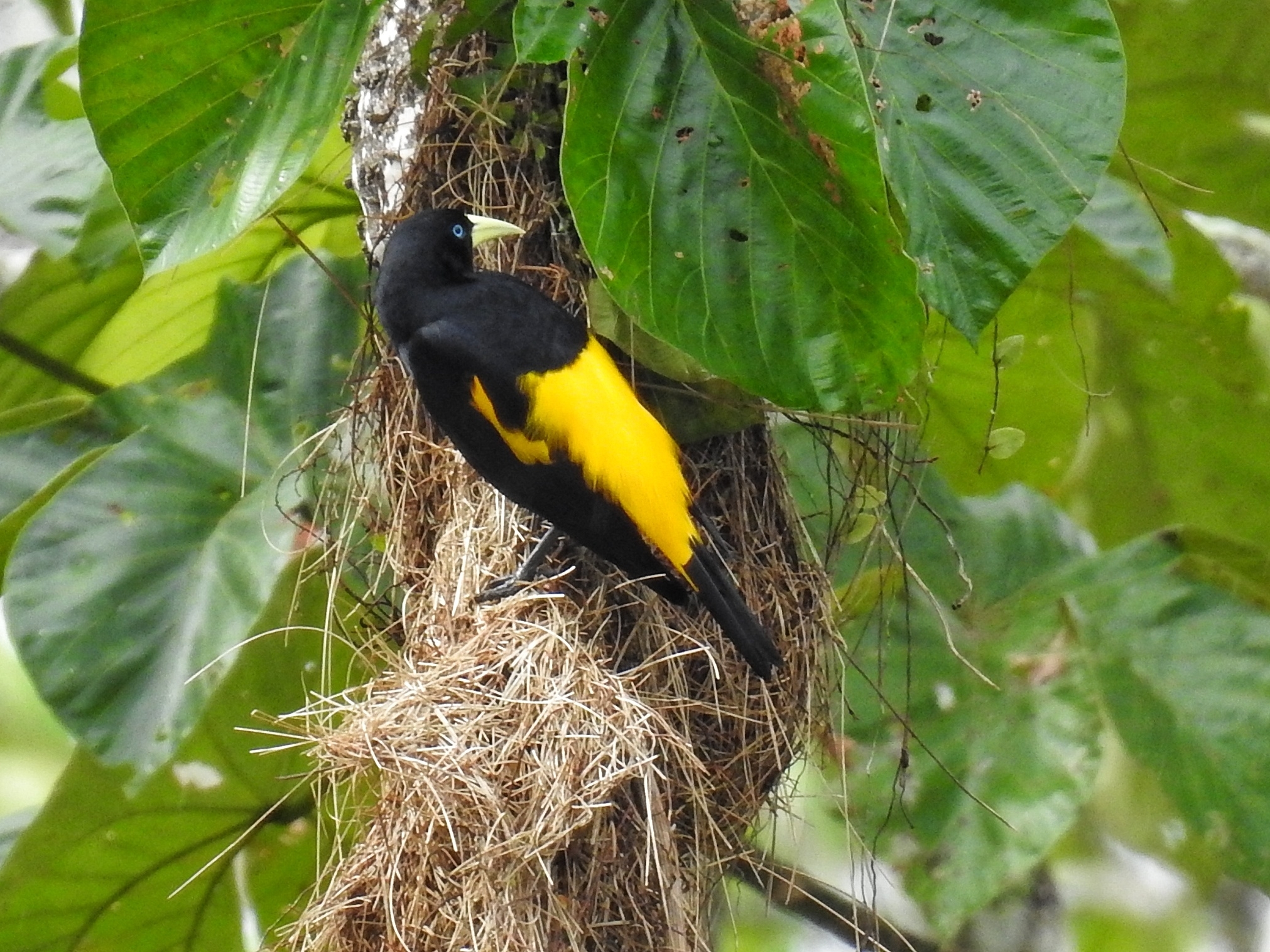 Yellow-rumped Cacique illustration