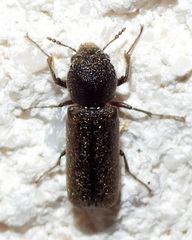 Amphicerus bicaudatus