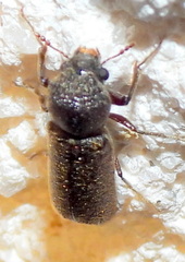 Amphicerus bicaudatus