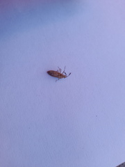 Catorhintha selector