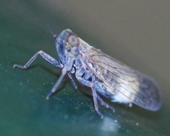 Pentastiridius