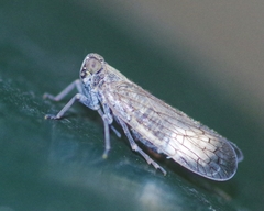Pentastiridius