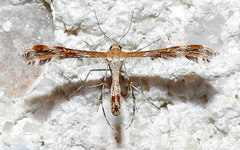Dejongia