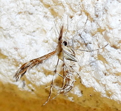 Dejongia