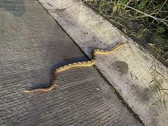 Crotalus mictlantecuhtli