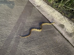 Crotalus mictlantecuhtli