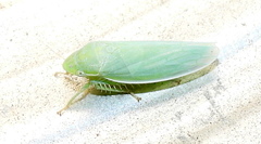 Gyponana angulata