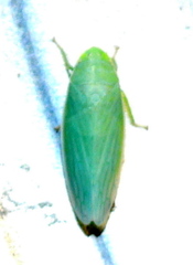 Gyponana angulata