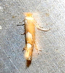 Phyllonorycter aeriferella