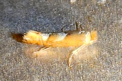 Phyllonorycter aeriferella
