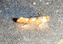 Phyllonorycter aeriferella