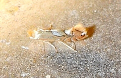 Phyllonorycter aeriferella