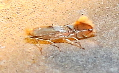 Phyllonorycter aeriferella