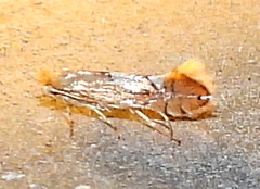 Phyllonorycter aeriferella
