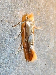 Phyllonorycter aeriferella