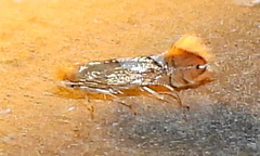 Phyllonorycter aeriferella