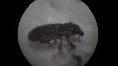 Microlarinus lypriformis