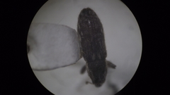 Microlarinus lypriformis