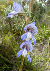 Disa venusta