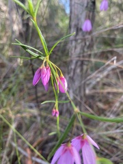 Tetratheca juncea