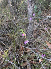 Tetratheca juncea