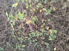 Kallstroemia grandiflora