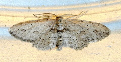 Pimaphera sparsaria