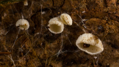 Cyphellaceae