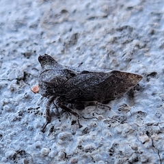 Microcentrus perditus