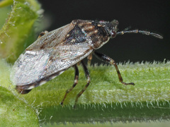 Platyplax salviae