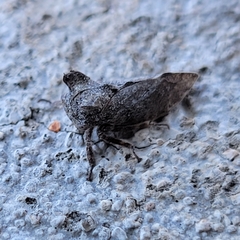 Microcentrus perditus