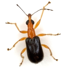 Eugnamptus angustatus