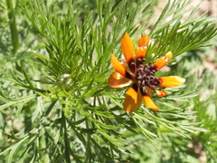 Adonis aestivalis parviflora