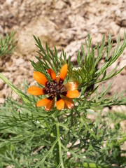 Adonis aestivalis parviflora